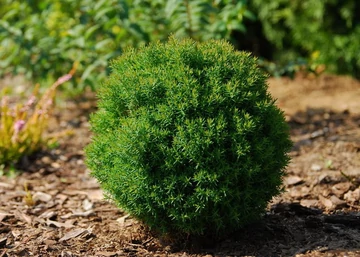 Thuja occidentalis Teddy / Teddy törpe gömbtuja