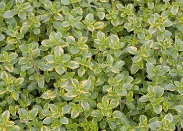 Thymus citriodorus 'Doone Valley' / Tarka citromillatú kúszó kakukkfű
