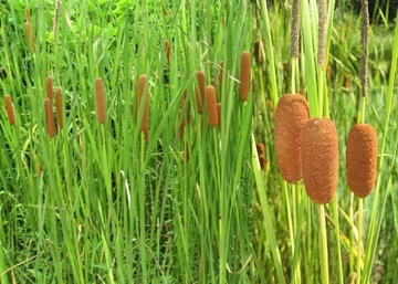 Typha laxmannii / Rizsgyékény