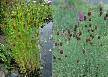 Typha minima / Apró gyékény