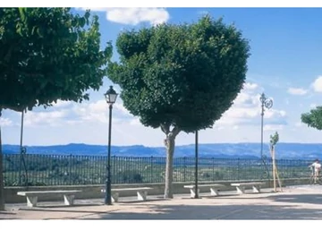 Ulmus Minor Umbraculifera / Gömbszil