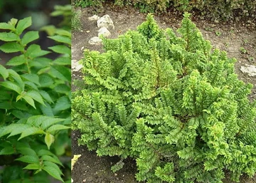 Ulmus elegantissima Jacqueline Hillier / Törpe szil