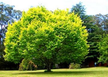 Ulmus glabra Lutescens / Arany lombú hegyi szil