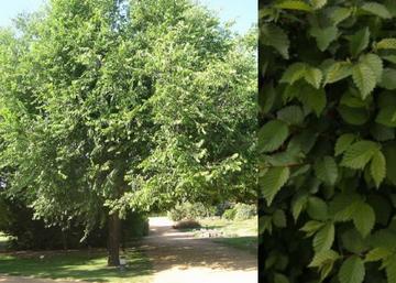 Ulmus pumila Puszta / Turkesztáni szil