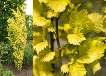 Ulmus x Hollandica Wredei / Holland oszlopos sárga szil