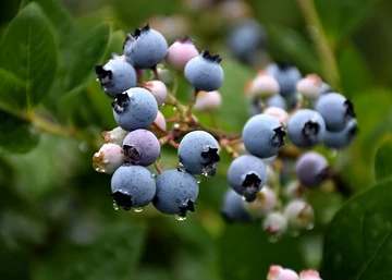 Vaccinium corymbosum Bluecrop / Fürtös kék áfonya