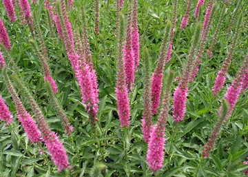 Veronica spicata Red fox / Macskafarkú veronika