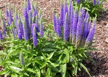 Veronica spicata Royal candles / Macskafarkú veronika