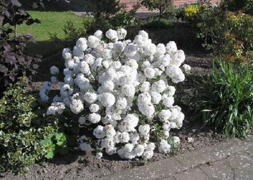 Viburnum erubescens eskimo / Hólabda bangita