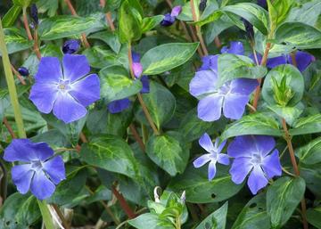 Vinca major Maculata / Tarka levelű meténg