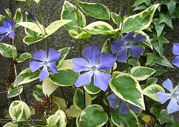 Vinca major Variegata / Fehér tarka levelű meténg