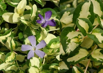 Vinca major Wojo s Gem / Tarka levelű meténg