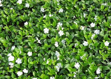 Vinca minor Alba / Fehér kis meténg