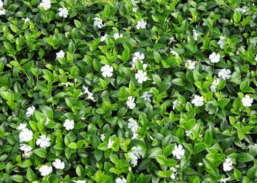 Vinca minor Alba / Fehér kis meténg