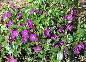 Vinca minor atropurpurea / Bíborlila kis meténg