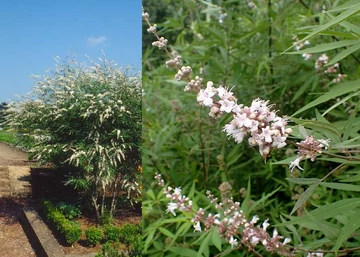 Vitex agnus castus Alba / Fehér virágú illatos barátcserje