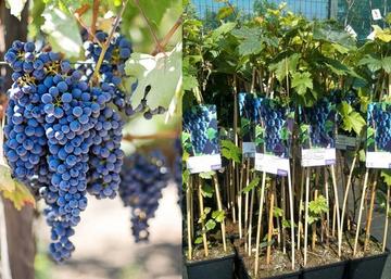 Vitis vinifera Boskoop Glory / Piros csemege szőlő