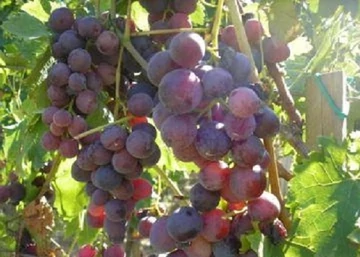 Vitis vinifera Cardinal / Cardinal vörös csemegeszőlő