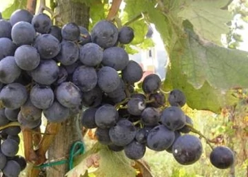 Vitis vinifera Guzal Kara / Guzal Kara vörös csemegeszőlő