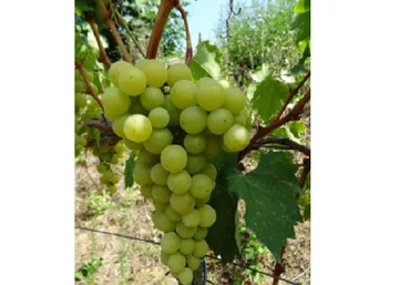 Vitis vinifera Helikon Szépe / Helikon Szépe fehér csemegeszőlő