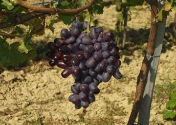 Vitis vinifera Icskimár / Icskimár vörös csemegeszőlő