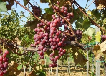 Vitis vinifera Japán Izabella / Japán Izabella fehér csemegeszőlő
