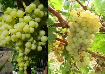 Vitis vinifera Kismis Irtisar / Kismis Irtisar fehér csemegeszőlő
