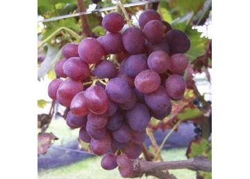 Vitis vinifera Lidi / Lidi vörös csemegeszőlő