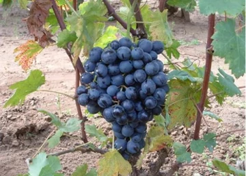 Vitis vinifera Melinda / Melinda vörös csemegeszőlő