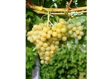 Vitis vinifera Palatina (Augusztusi muskotály) / Palatina (Augusztusi muskotály) fehér csemegeszőlő