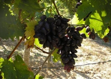 Vitis vinifera Souvenir (Datolyaszőlő) / Souvenir (Datolyaszőlő) vörös csemegeszőlő