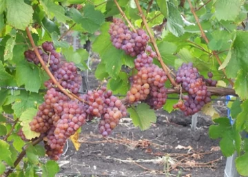 Vitis vinifera Tramini / Tramini fehér borszőlő