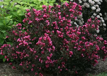 Weigela Alexandra / Rózsalonc sötét levelű