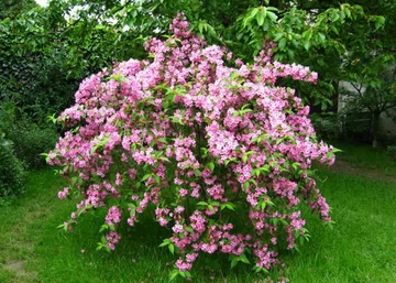 Weigela Le Printemps / Rózsalonc rózsaszín virágú