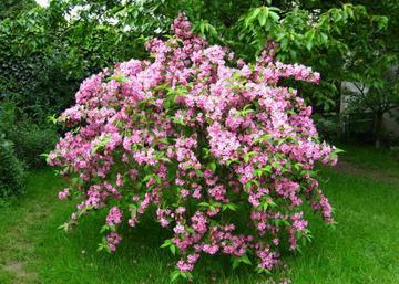 Weigela Le Printemps / Rózsalonc rózsaszín virágú
