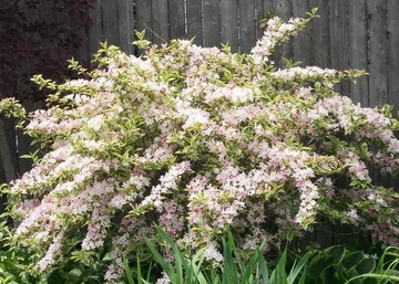 Weigela florida Variegata / Rózsalonc Tarka levelű