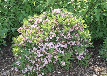 Weigela hybrida Piccolo / Törpe rózsalonc rózsaszín virágú