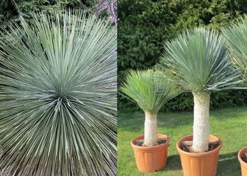 Yucca Rostrata / Pálmaliliom
