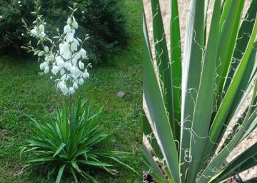 Yucca filamentosa / Kerti Pálmaliliom