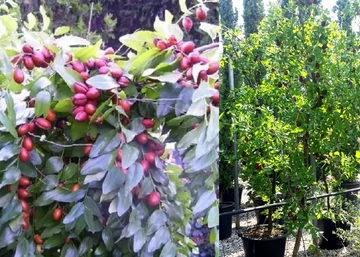 Ziziphus sativa Lang / Lang Kínai datolya