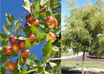 Ziziphus sativa Li / Li Kínai datolya