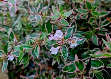 Abelia Confetti / Nagyvirágú, tarka levelű tárnicslonc