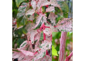 Acer conspicuum Red Flamingo / Vörös flamingó juhar