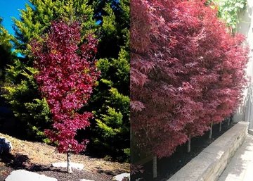 Acer palmatum Twombly's red sentinel / Oszlopos japán juhar
