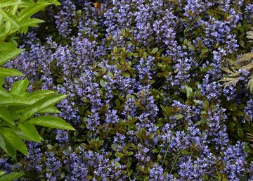  Ajuga reptans chocolate chip / Indás infű