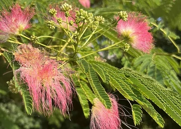 Albizia julibrissin / Selyemakác