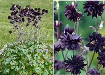 Aquilegia vulgaris Black Barlow / Harangláb fekete