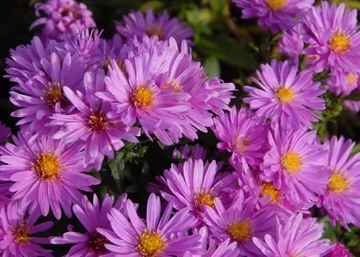 Aster dumosus Rosenwichtel / Törpe őszirózsa rózsaszín