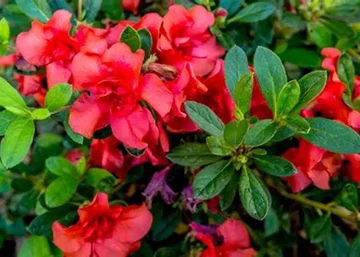 Azalea japonica Sakata Red / Azáleacpiros virágu