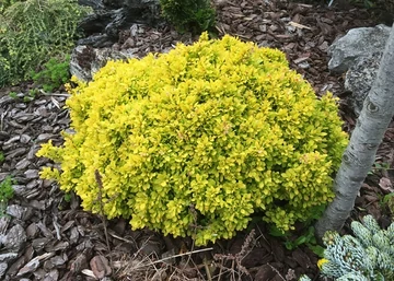 Berberis thunbergii Tiny Gold / Sárga levelű törpe borbolya